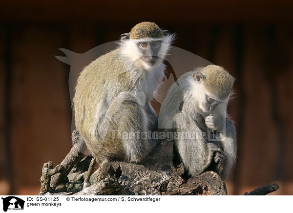 Grne Meerkatzen / green monkeys / SS-01125