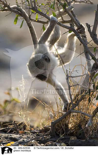 gr�ne Meerkatze / green monkeys / WS-02530