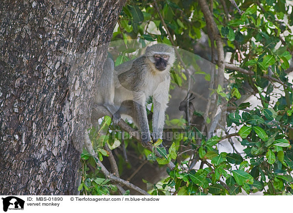 Grne Meerkatze / vervet monkey / MBS-01890