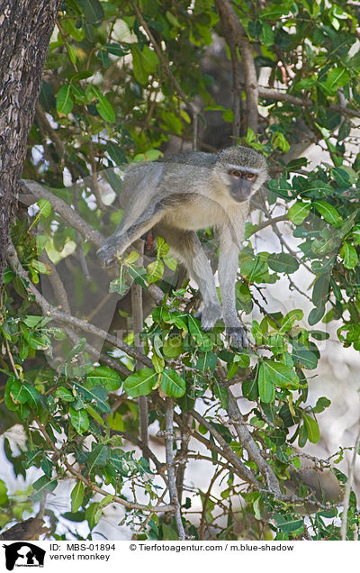 Grne Meerkatze / vervet monkey / MBS-01894