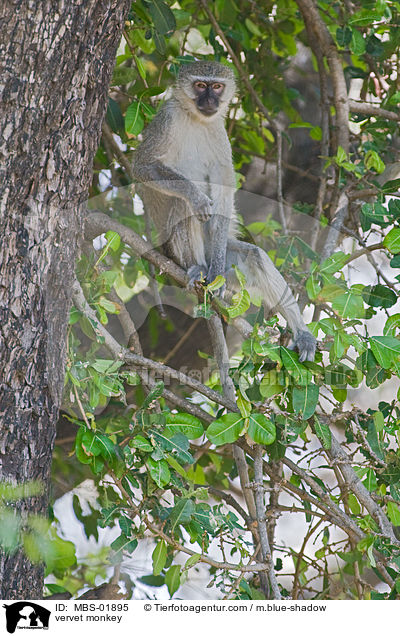 vervet monkey / MBS-01895