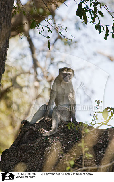 vervet monkey / MBS-01897