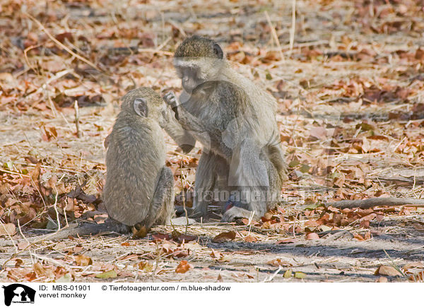 Grne Meerkatze / vervet monkey / MBS-01901