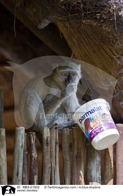 vervet monkey / MBS-01902