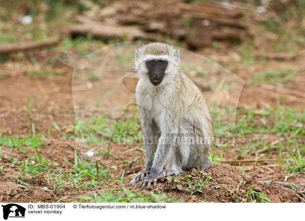 vervet monkey / MBS-01904