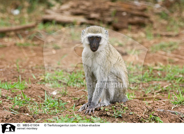 Grne Meerkatze / vervet monkey / MBS-01904