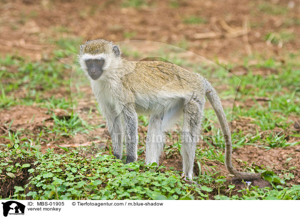 vervet monkey / MBS-01905