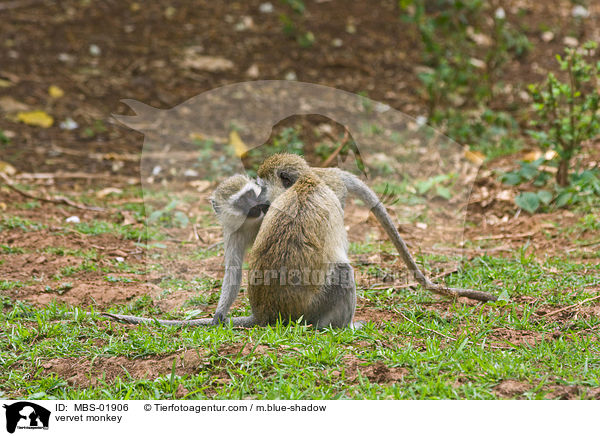 Gr�ne Meerkatze / vervet monkey / MBS-01906