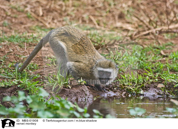 Grne Meerkatze / vervet monkey / MBS-01908