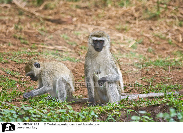 vervet monkey / MBS-01911