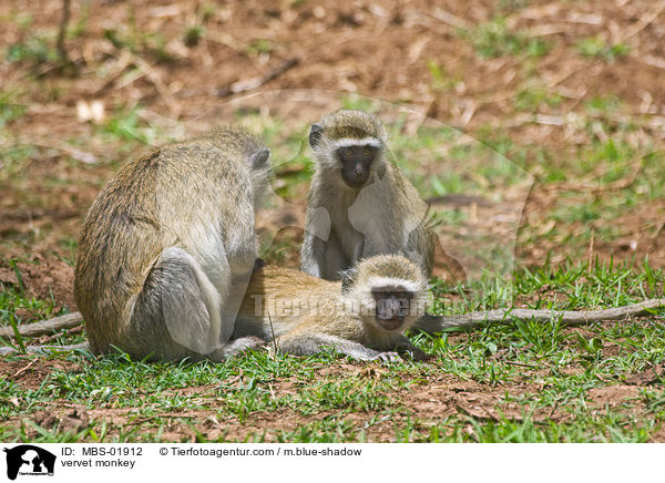 vervet monkey / MBS-01912