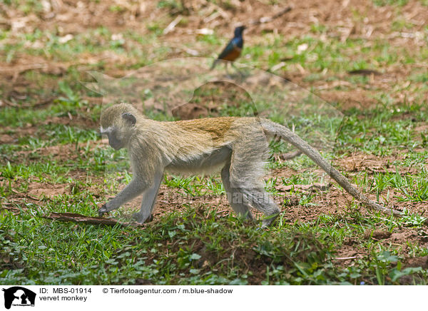 Grne Meerkatze / vervet monkey / MBS-01914