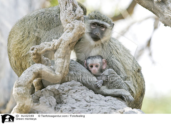 Grne Meerkatzen / Green monkeys / HJ-02349