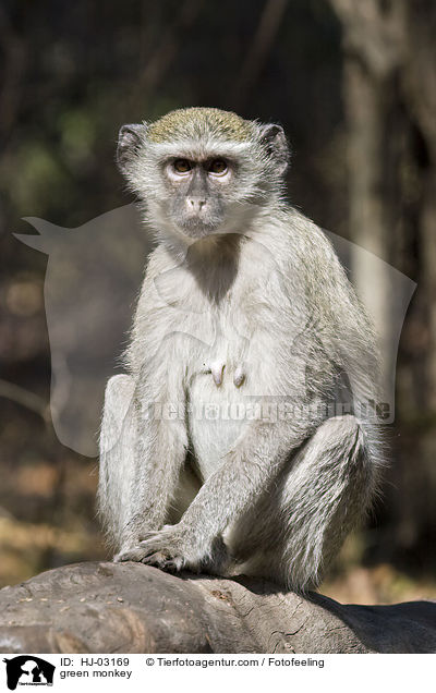 Gr�ne Meerkatze / green monkey / HJ-03169