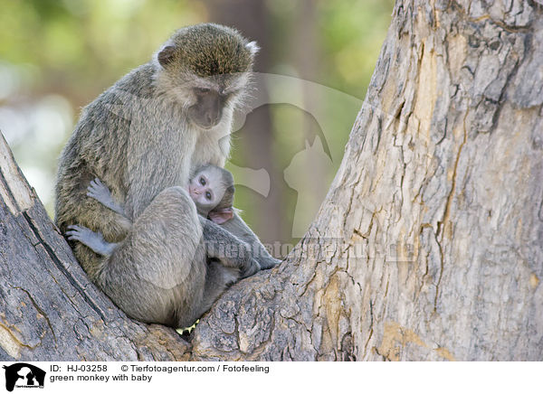 green monkey with baby / HJ-03258