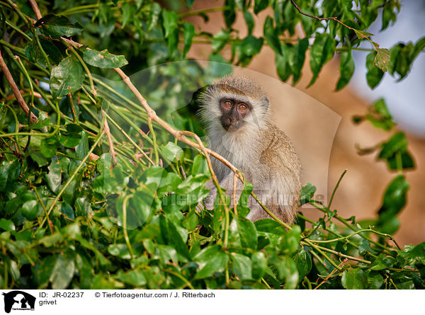 Gr�ne Meerkatze / grivet / JR-02237