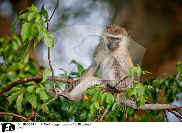 Gr�ne Meerkatze / grivet / JR-02241