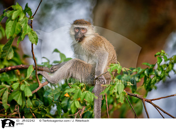 Gr�ne Meerkatze / grivet / JR-02242