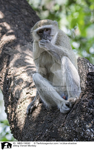 sitting Vervet Monkey / MBS-19690