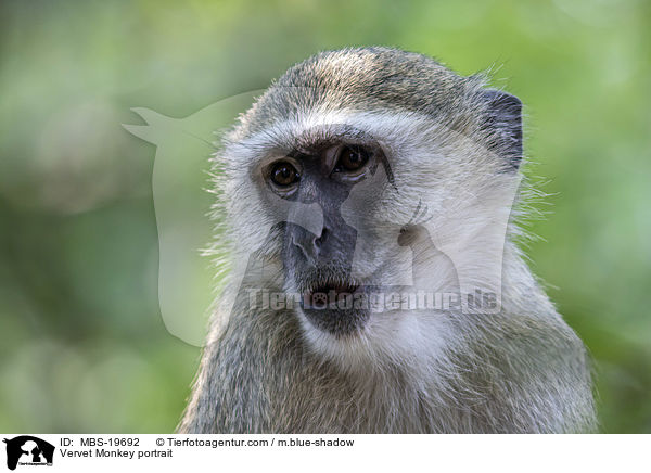 Vervet Monkey portrait / MBS-19692