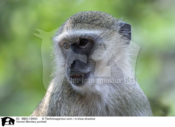 Vervet Monkey portrait / MBS-19693