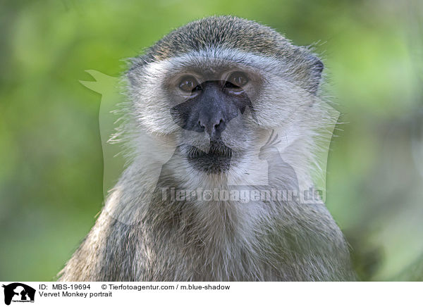 Vervet Monkey portrait / MBS-19694