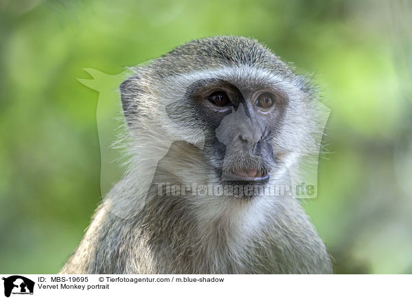 Vervet Monkey portrait / MBS-19695