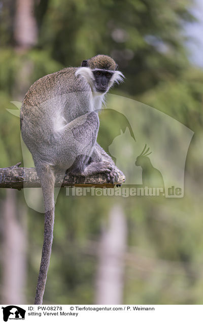 sitzende Grne Meerkatze / sitting Vervet Monkey / PW-08278