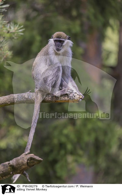 sitting Vervet Monkey / PW-08279