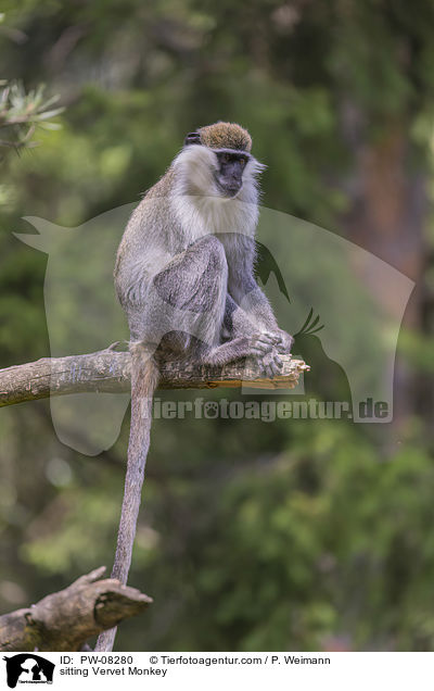 sitzende Grne Meerkatze / sitting Vervet Monkey / PW-08280