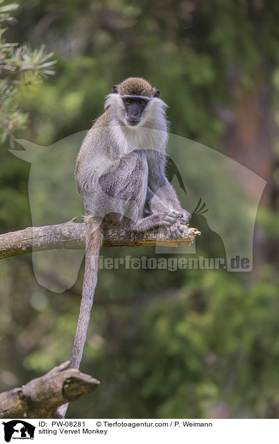 sitting Vervet Monkey / PW-08281