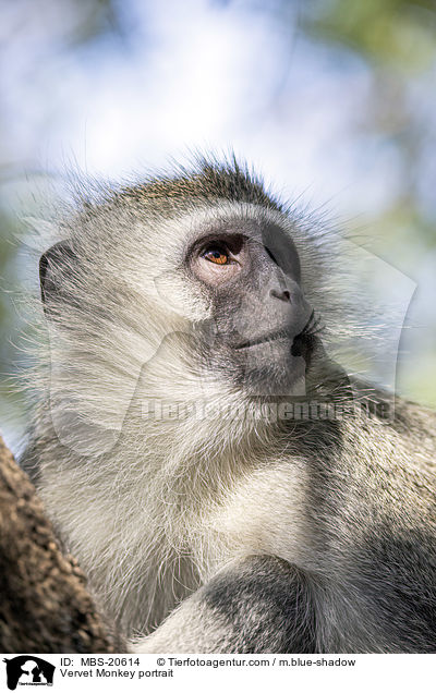 Vervet Monkey portrait / MBS-20614