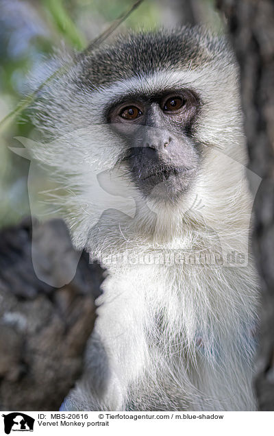 Vervet Monkey portrait / MBS-20616