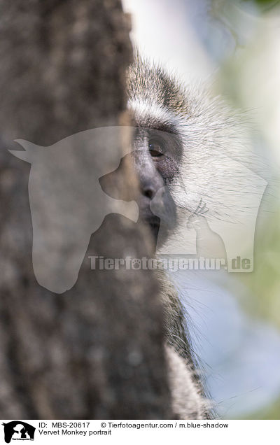 Grne Meerkatze Portrait / Vervet Monkey portrait / MBS-20617