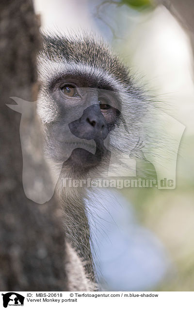 Vervet Monkey portrait / MBS-20618
