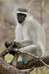 vervet monkey