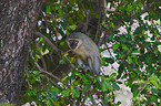 vervet monkey