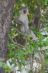 vervet monkey