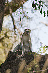 vervet monkey