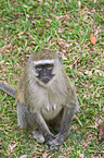 vervet monkey