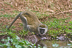 vervet monkey
