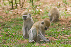 vervet monkey