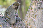 green monkey with baby