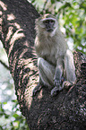 sitting Vervet Monkey