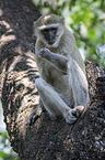 sitting Vervet Monkey