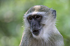 Vervet Monkey portrait