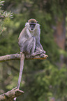 sitting Vervet Monkey