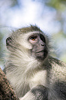 Vervet Monkey portrait