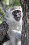 Vervet Monkey portrait