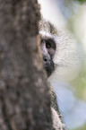 Vervet Monkey portrait